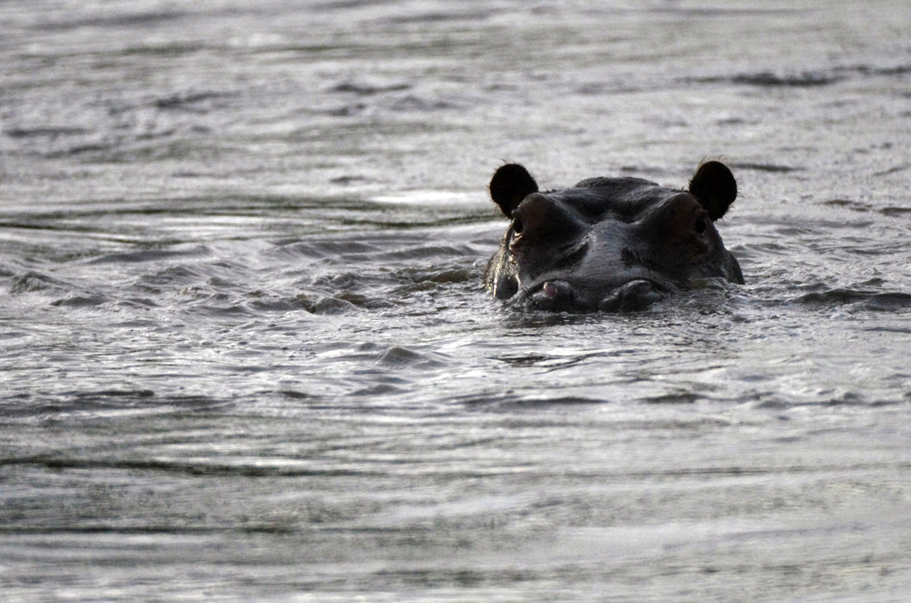 Hippopotame - Serengeti