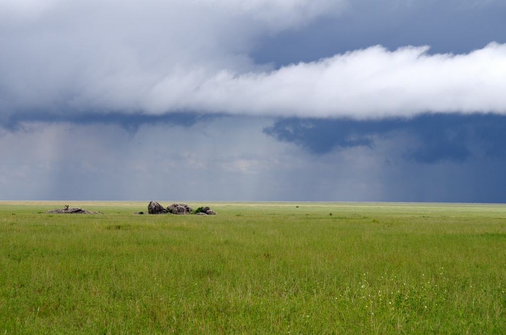 Peu avant les premières pluies annonçant la mousson - Serengeti