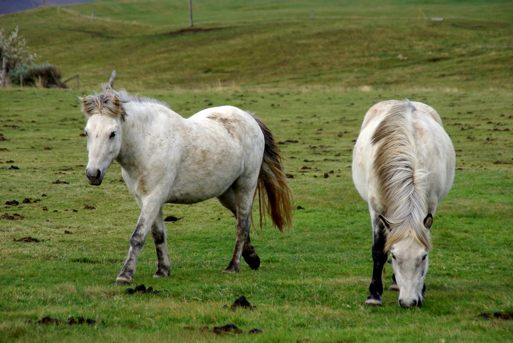 Les chevaux islandais ont la particularité d'avoir deux allures supplémentaires, l'amble et le tölt