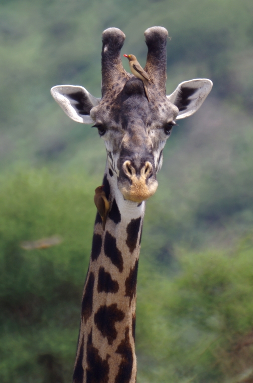 Girafe - Lac Manyara