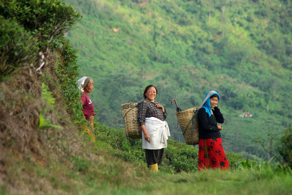 3 générations de ceuilleuses de thé - Darjeeling
