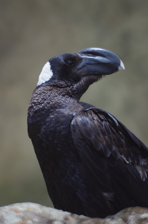 Corbeau local, Parc national des Simiens