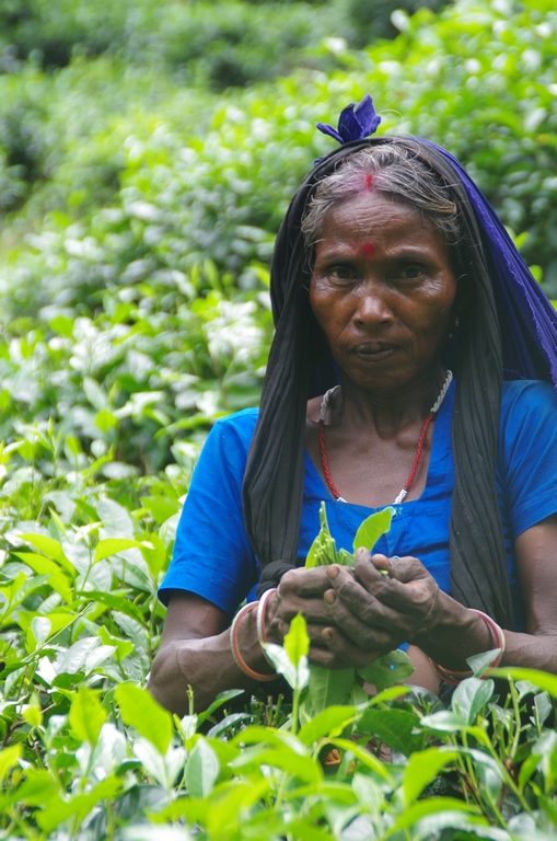 Cueilleuse dans les plantations de thé - Srimangal