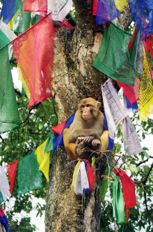 Temple des singes - Vallée de Katmandou