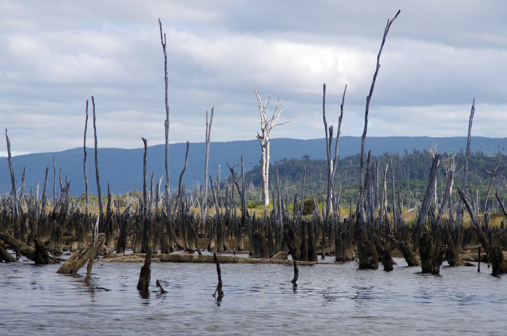 Suite à un tremblement de terre, la forêt s'est retrouvée les pieds dans l'eau de mer, entrainant la mort de tous les arbres - Chiloé, Chili