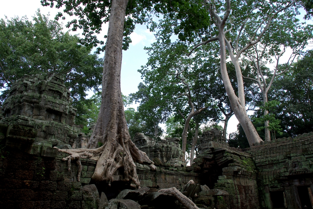 Tha Prohm - Angkor Thom, Cambodge