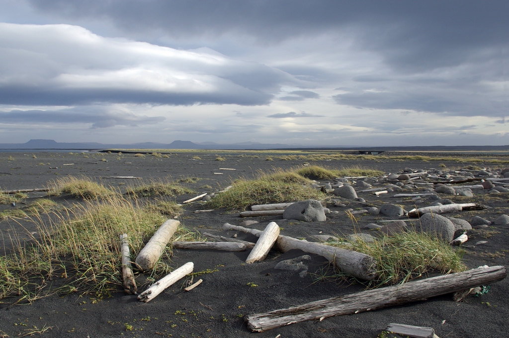 Bois flotté sur un plage de l'Arctique - Islande