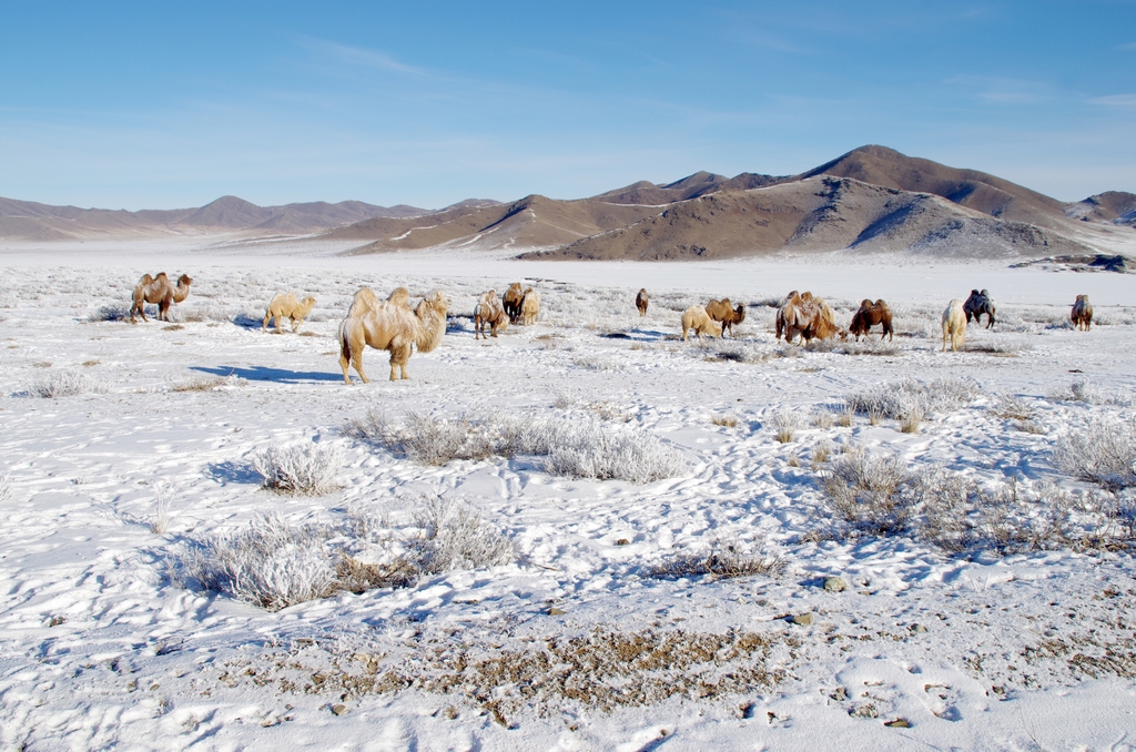 Chameaux dans la neige - Mongolie