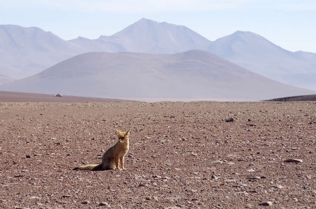 Altiplano - Bolivie