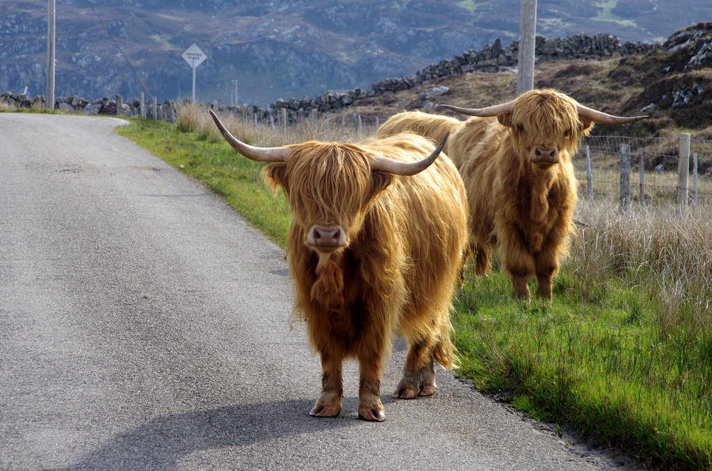 Vache Highlands - Ecosse
