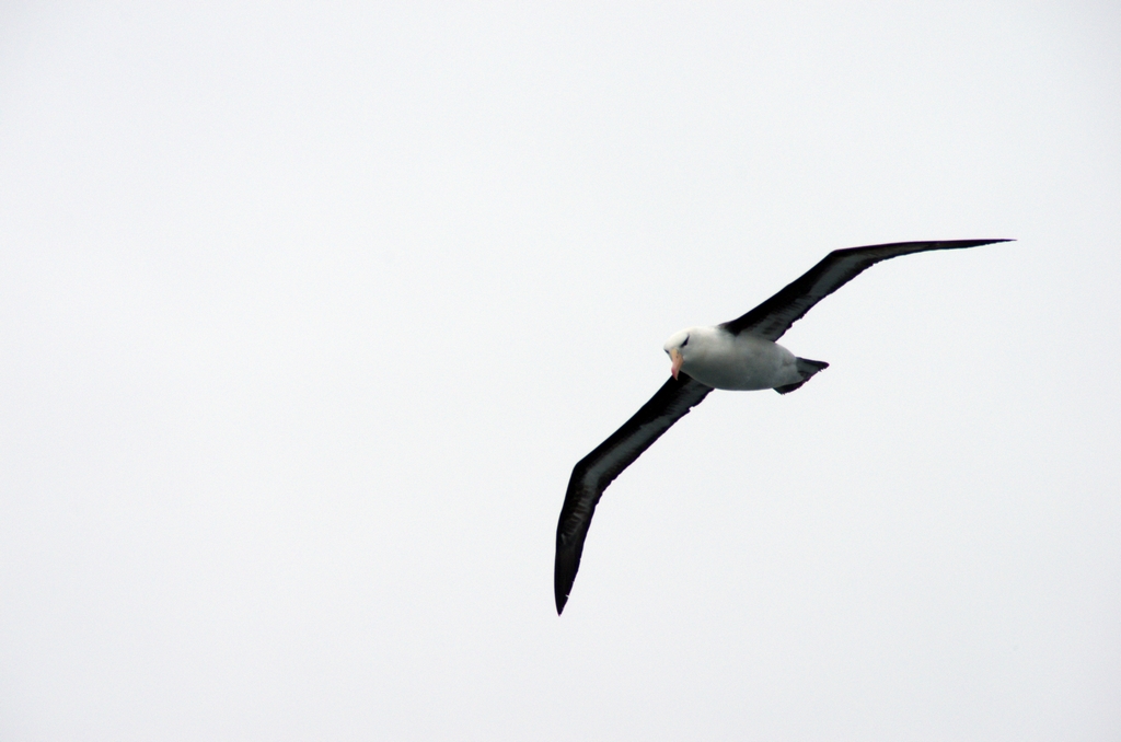 Albatros - traversée du Drake