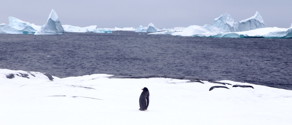 Antarctique – Port Charcot