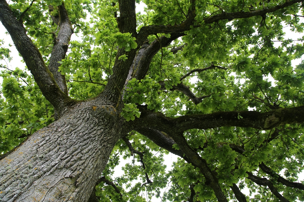 Un arbre bicentenaire - Estonie