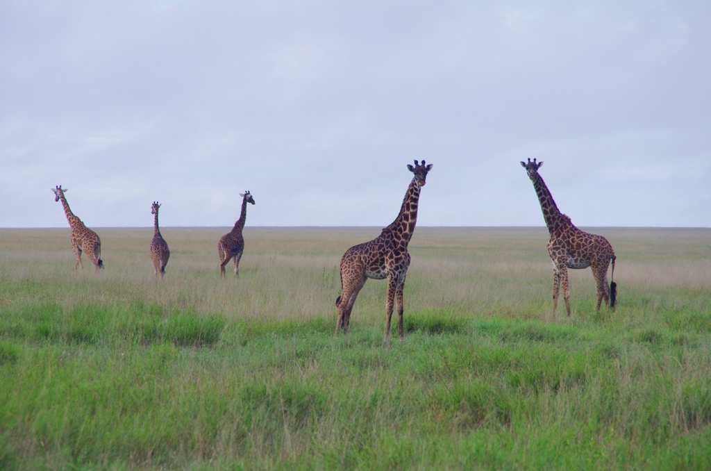 Chorégraphie - Serengeti
