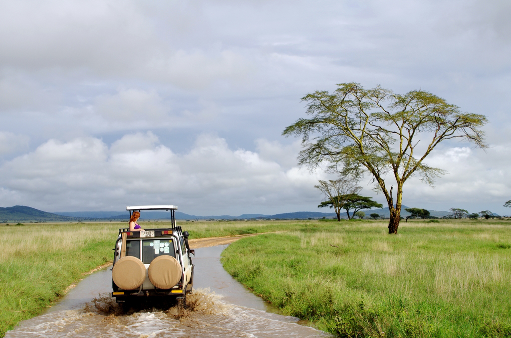 Sur le chemin du retour - Serengeti