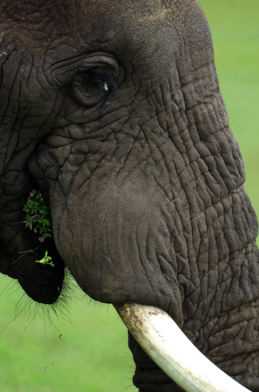 Portrait d'éléphant - Tarangire