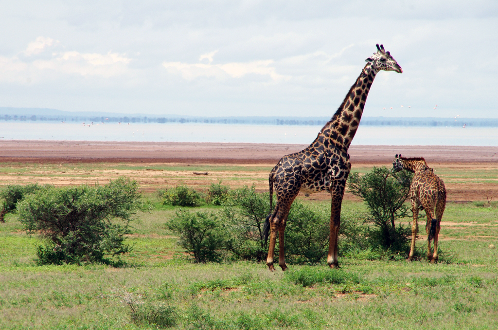 Girafe et son girafon - Lac Manyara