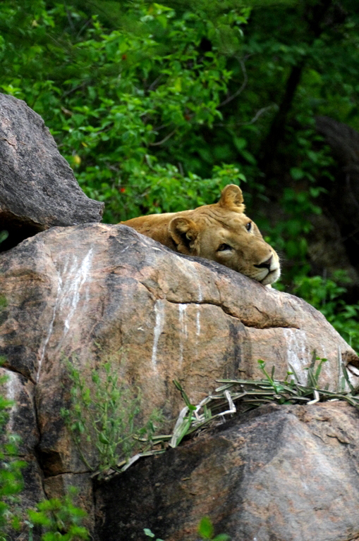 Nous n'aurons pas la chance de voir de lion dans les arbres, mais bon même sur un rocher cela reste magistral - Lac Manyara
