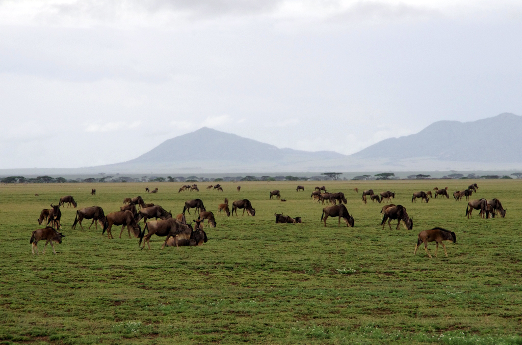 Migration des gnous - Serengeti
