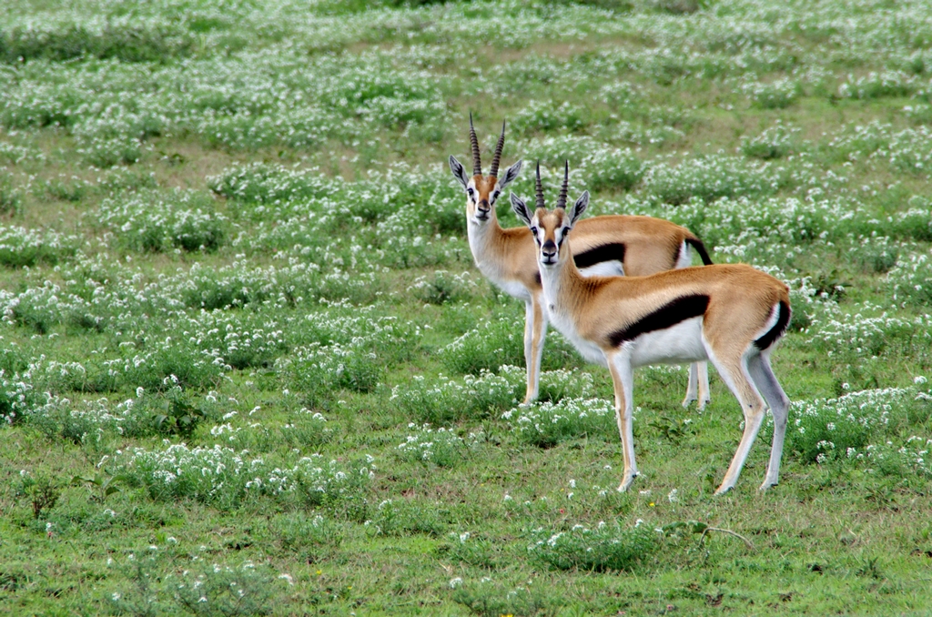 Gazelles - Serengeti