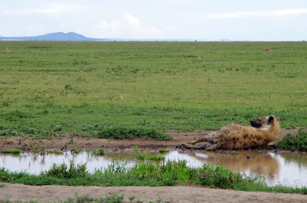 Le repos d'une hyène - Serengeti