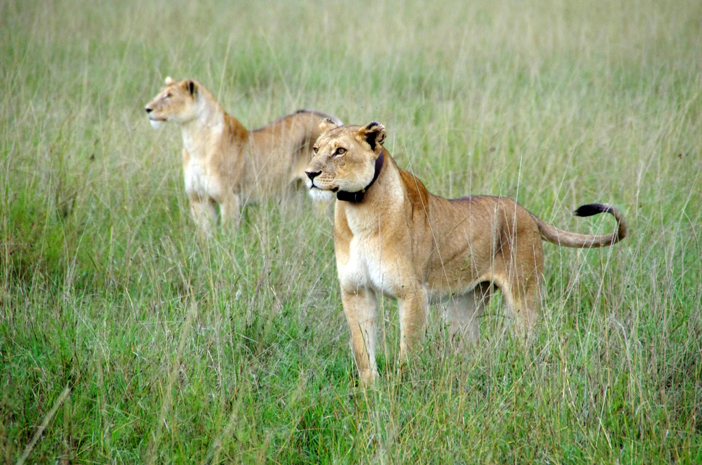 Certains groupes de lions sont suivis - Serengeti