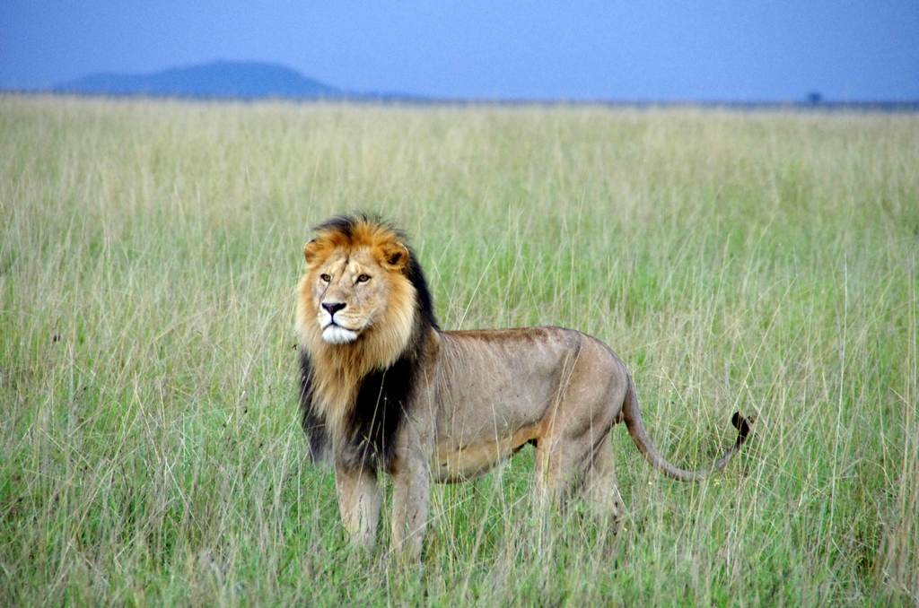 Lion - Serengeti