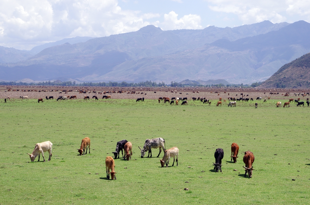 Contrairement à ce que l'on a comme image en tête, les paysages d'Ethiopie sont relativement verts