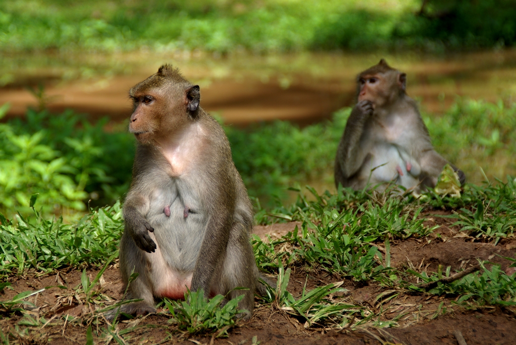 Nombreux sont les singes à Angkor, Cambodge