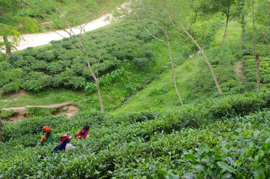 Plantations de thé - Srimangal