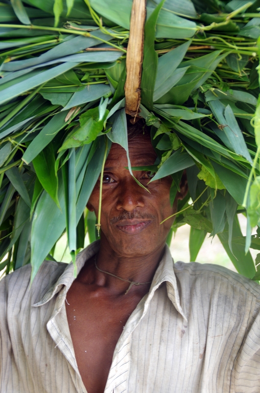 Ouvrier dans les plantations - Srimangal