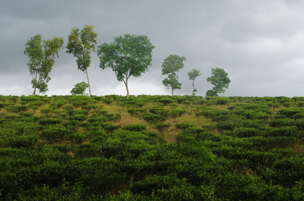 Plantation de thé - Bangladesh