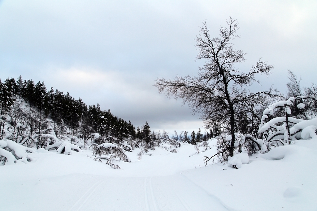 Sous la neige, les arbres - Laponie finlandaise