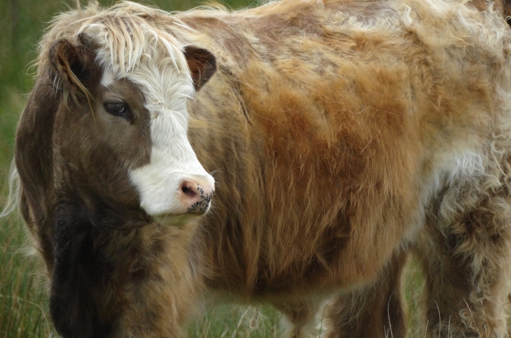 Croisement entre une vache laitière et une vache Highlands - Ecosse
