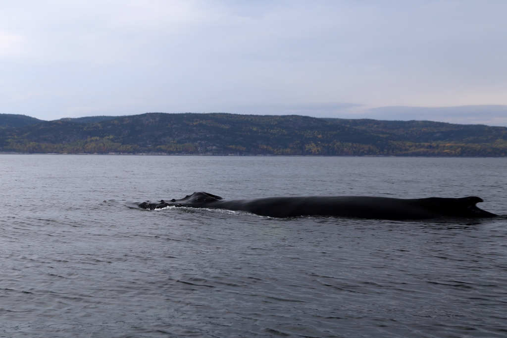 Baleine sur le St Laurent - Québec