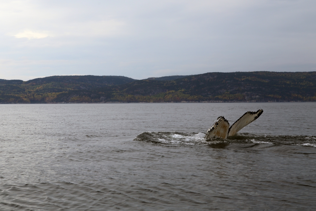 Baleine sur le St Laurent - Québec