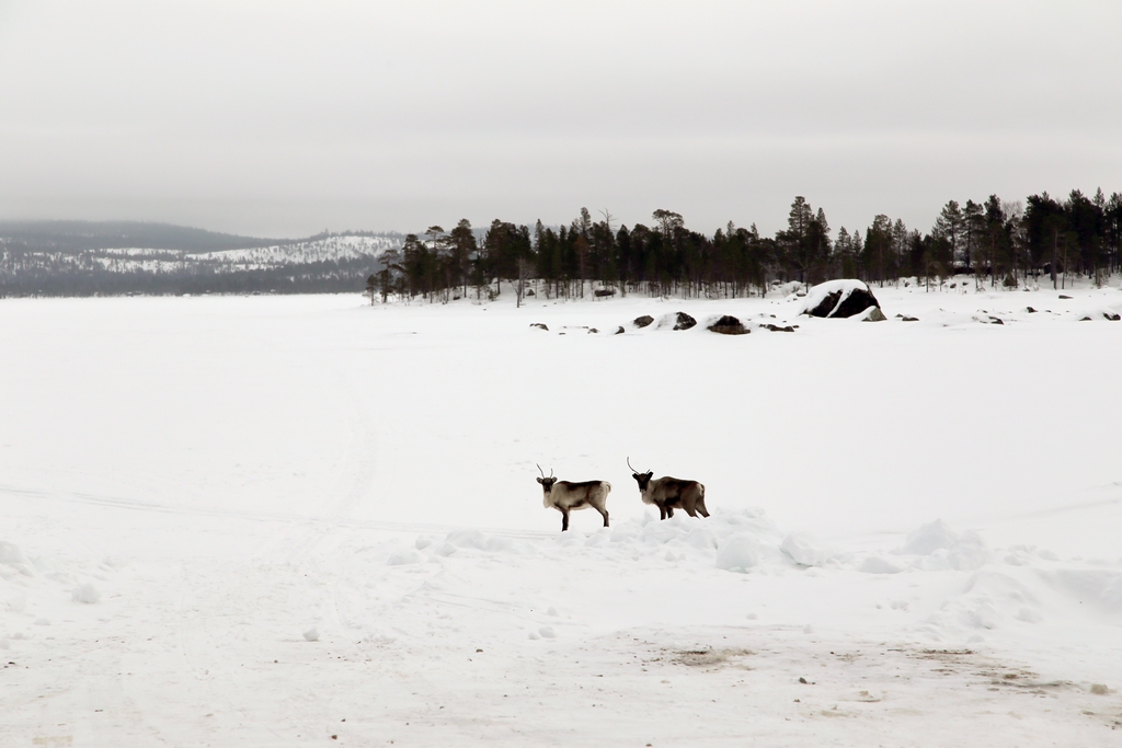 Les rennes sont nombreux en Laponie