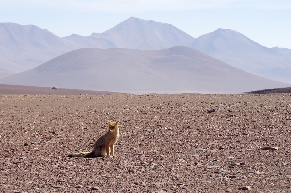 Desert d'Atacama - Bolivie