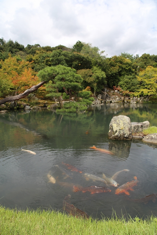 Les parcs japonais regorgent de carpes gigantesques